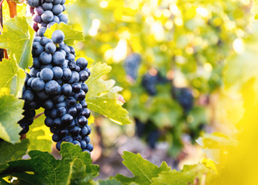 美景化學科技開發(fā)的新型除草劑項目已經實現(xiàn)工業(yè)化